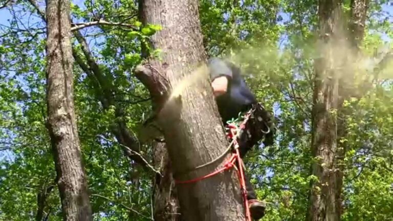 How To Rope Down a Tree Limb? – Step By Step Process