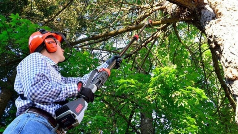 How to Cut Branches from a Tall Tree