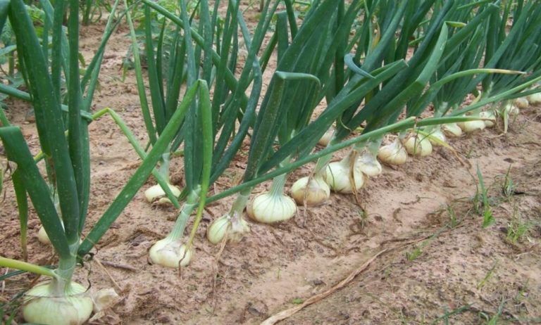 Can You Plant Onions in the Fall? You Need To Know