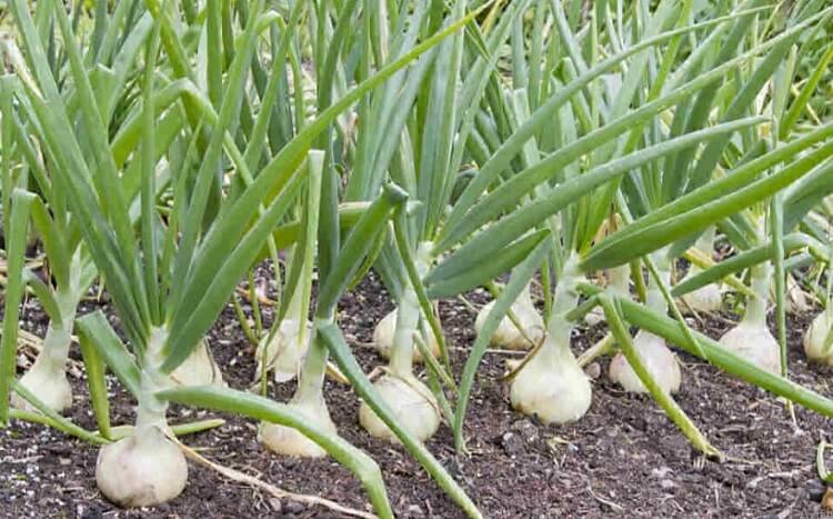 Best Month to Plant an Onion