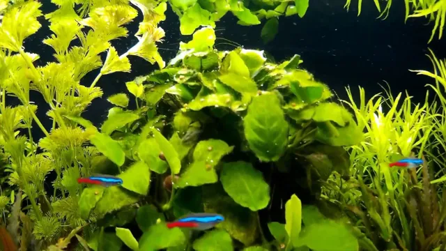 How to Propagate Anubias Swordtail Aquarium Plant: A Step-by-Step Guide