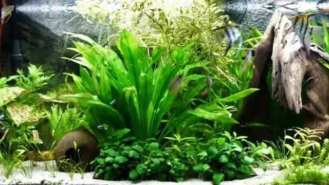 How to Put a Plant in Sand Aquarium: Step-by-Step Guide for Healthy Growth