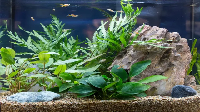 aquarium-plant-blyxa-japonica-furniture-home-living-gardening