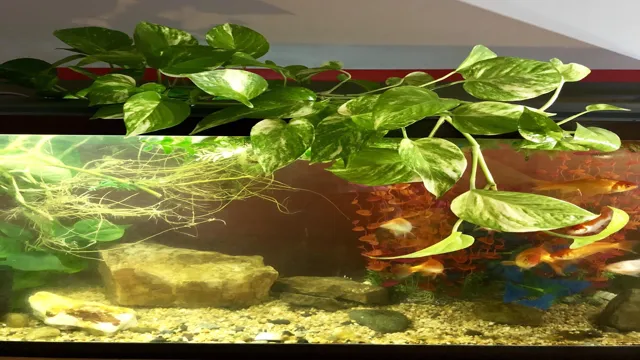 Can I Put Pothos In Aquarium