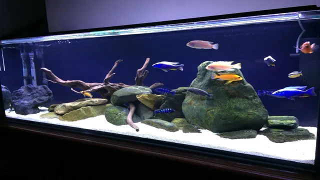 How to Black Background Aquarium: Tips for Creating a Stunning Aquatic ...