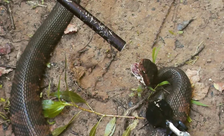 can a weed eater kill a snake