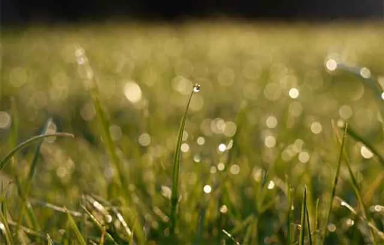 Can an Electric Weed Eater Get Wet? Exploring the Potential Risks and Precautions