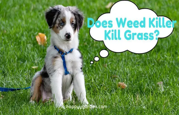 Does Weed Eater Kill Grass? Tips to Safely Trim Your Lawn