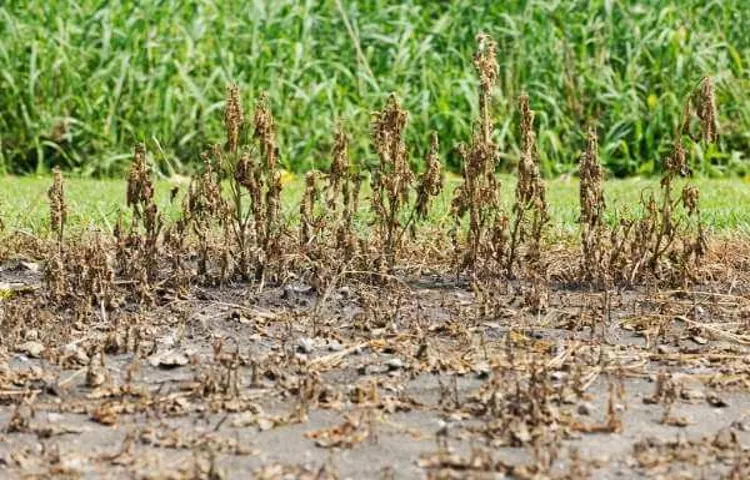 How Long to Wait After Flooding Weed Eater: A Quick Guide to Getting Back on Track