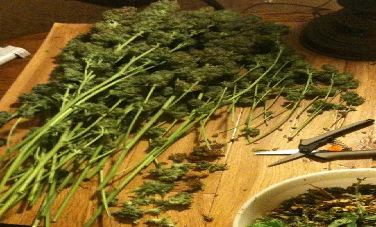 How to Trim Weed: A Step-by-Step Guide for Beginners