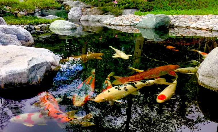 A Large Koi Pond Filled from a Garden Hose: Tips and Techniques