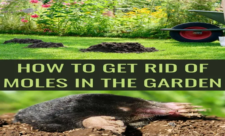 can you drown moles with a garden hose