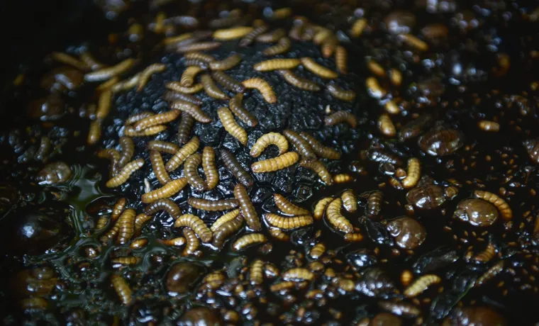 how to get rid of maggots in compost bin