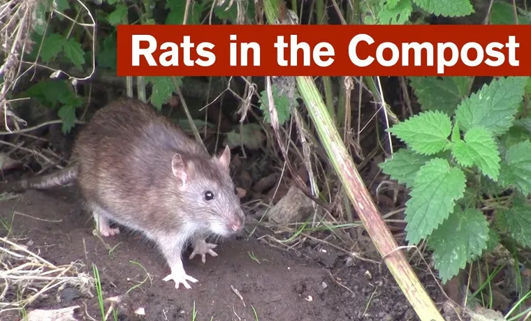 how to get rid of rats in the compost bin