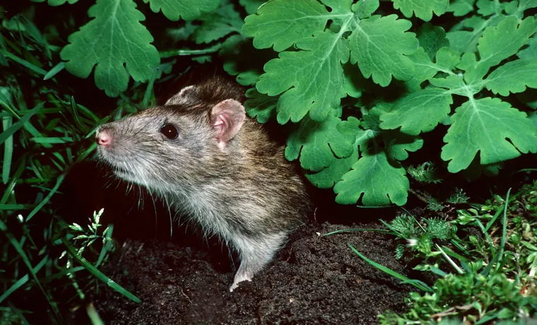 How to Get Rid of Rats in the Compost Bin: Effective Solutions and Prevention Measures