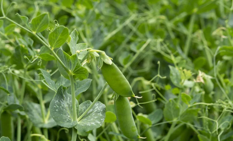 How to Grow Snap Peas in the Compost Bin: A Step-by-Step Guide