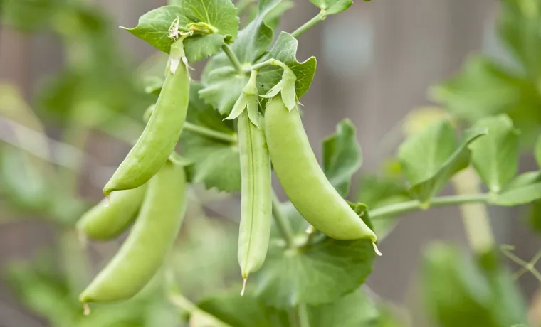 how to grow snap pea in the compost bin