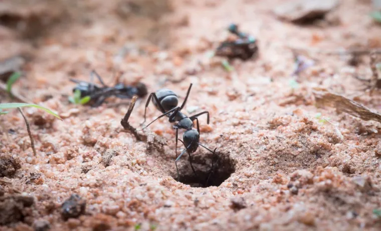 how to keep ants out of compost bin