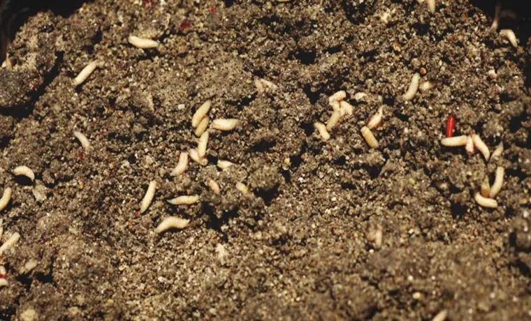 How to Keep Maggots Out of Your Compost Bin: Effective Strategies