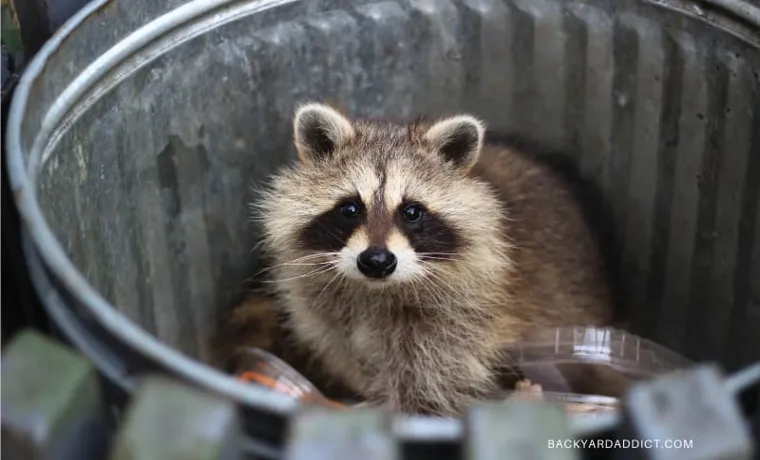 how to keep raccoons out of compost bin