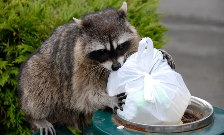 How to Keep Raccoons Out of Compost Bin – Ultimate Guide