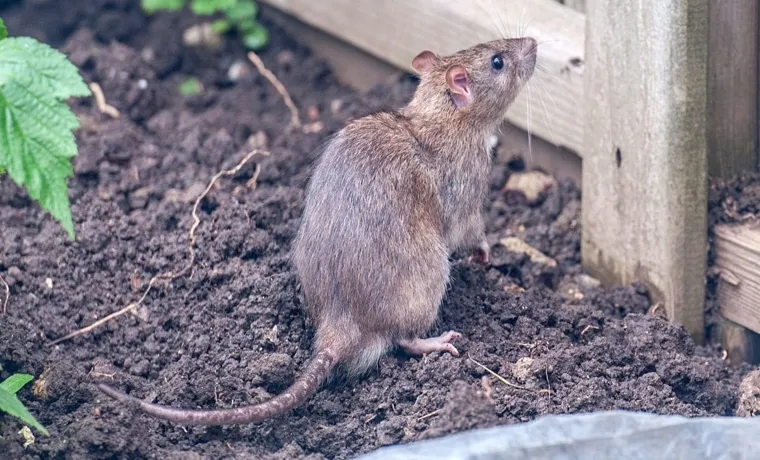 How to Keep Rodents Out of Compost Bin: Effective Tips and Tricks