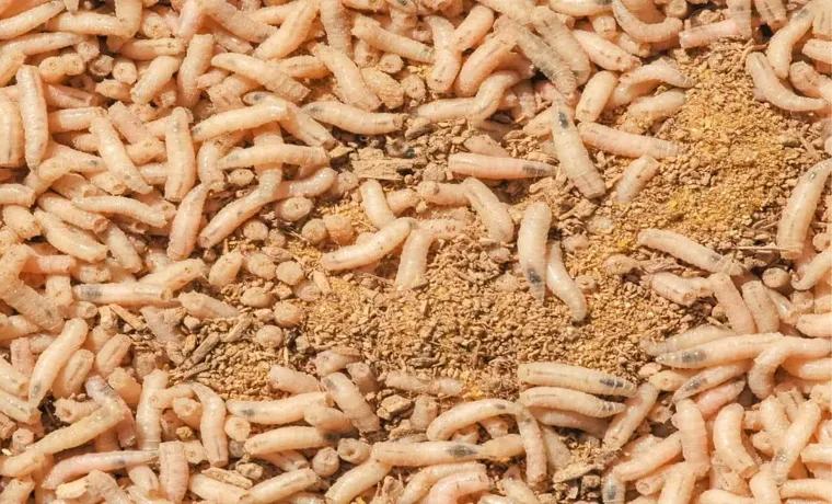how to kill maggots in compost bin