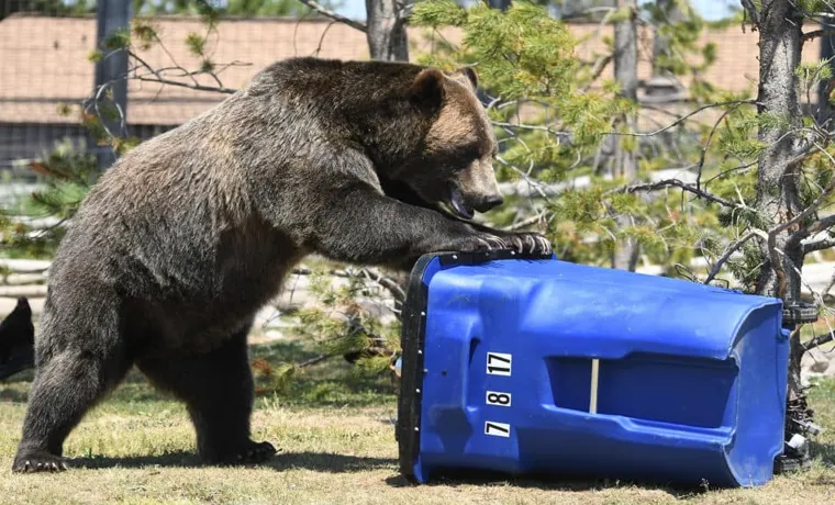 How to Make a Bear Proof Compost Bin: The Ultimate Guide
