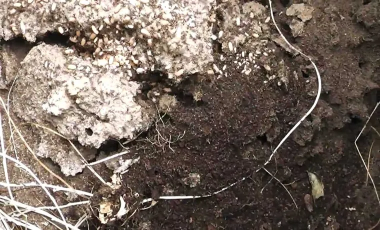 how to naturally get rid of ants from compost bin