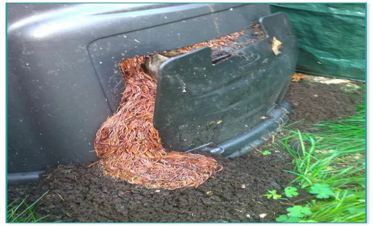 what to put in a worm compost bin