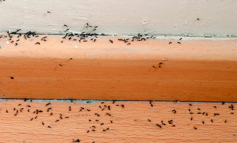 Why are there ants in my compost bin? Top tips to tackle the problem