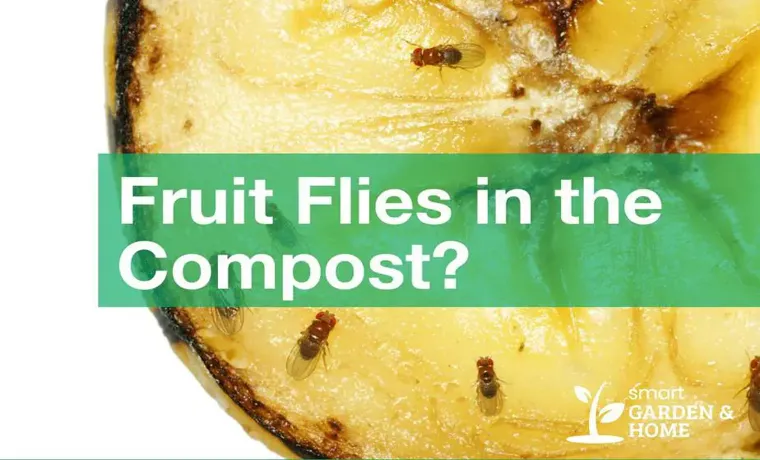 why are there fruit flies in my compost bin