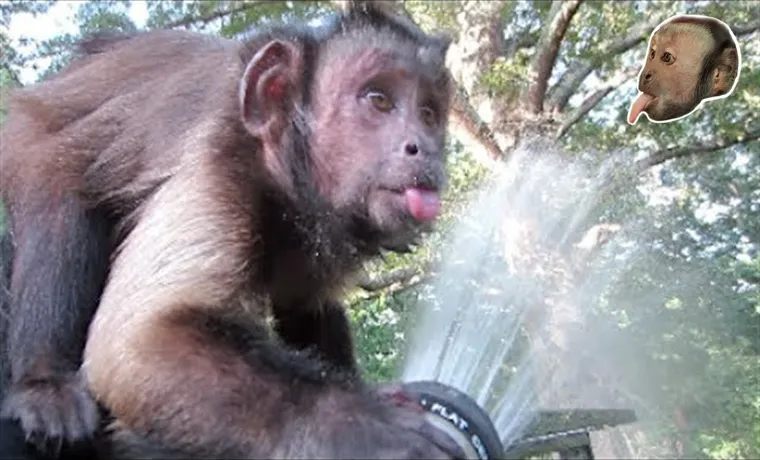 a monkey with a garden hose 2