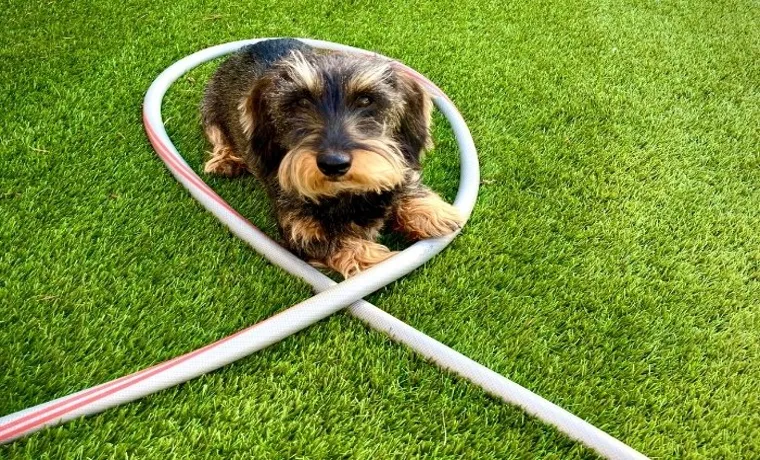 Can You Cool Off Dogs With a Garden Hose? Tips and Advice