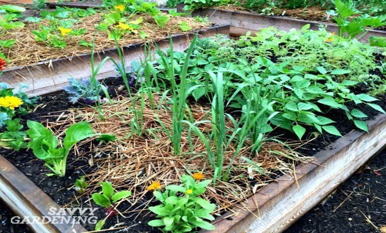 can you incorporate rice hos into a vegetable garden