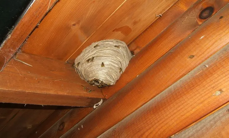 can you take out a wasp nest with garden hose