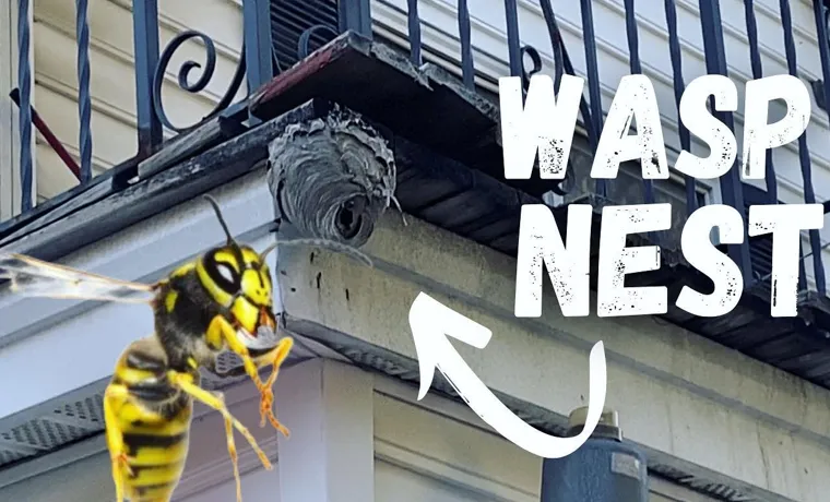 can you take out a wasp nest with garden hose