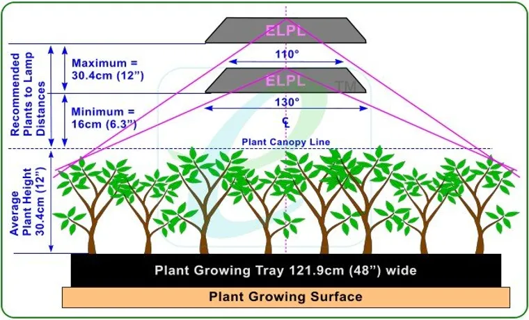 how close should a 600 watt led grow light be to seedlings