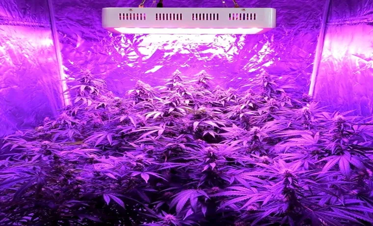 how far should a 1500w led grow light be from cannabis