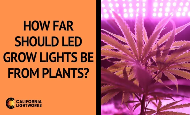 how far should seedlings be from led grow light