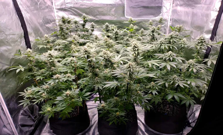how many weed plants can be grown with a 2400w led grow light