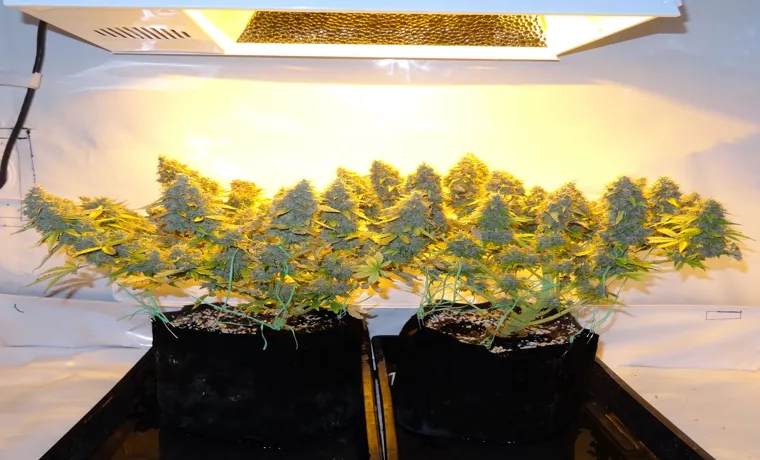 how many weed plants can be grown with a 2400w led grow light