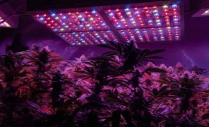 How Strong of an LED Grow Light Do I Need for Autoflowering Weed? A Guide