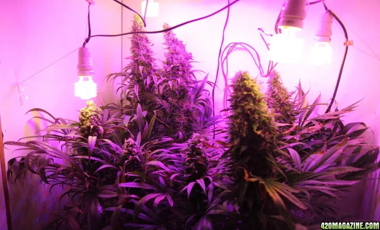 how to build your own cob led grow light