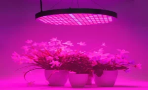 How to Position LED Grow Lights for Maximum Plant Growth: A Beginner’s Guide