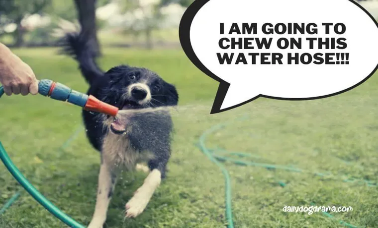how to stop dog from chewing garden hose
