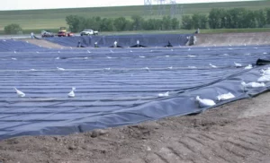 What Can Be Used as a Pond Liner? Essential Considerations