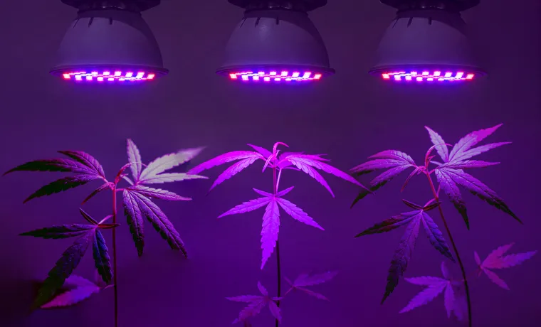 what color led grow light