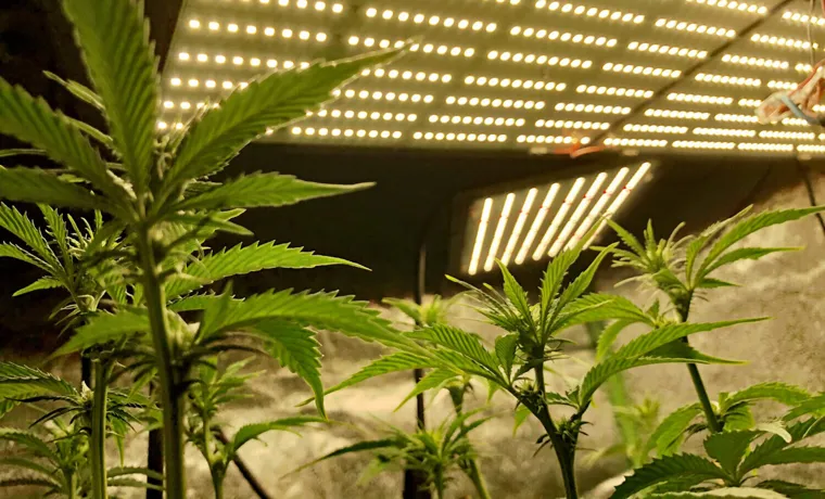 What LED Grow Light for 3 Cannabis Plants: A Comprehensive Guide