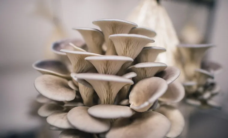 what led grow light oyster mushrooms